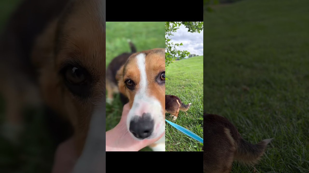 Enlarge Bo- Transport, a Adoptable Corgi in Mount Joy, PA video 6/6