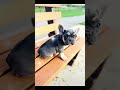 French Bulldog dogs for sale: Charlotte Mousse - Video 1