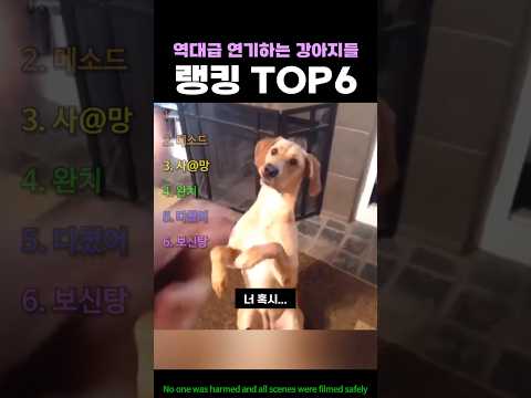 역대급 연기하는 강아지들 랭킹 TOP6