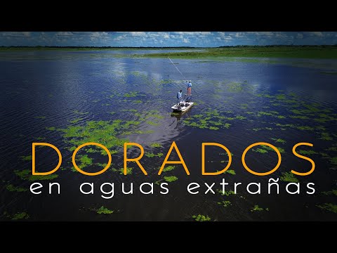 Pesca de dorados en aguas extrañas. Esquina, Corrientes.