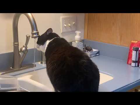 Ever see a cat drink from a faucet