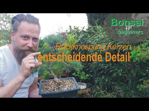 #Rückknospung, Kerzen kürzen : Das entscheidende Detail !