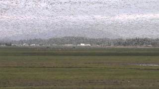 preview picture of video 'Snow Geese on the Skagit Delta near Conway, WA'