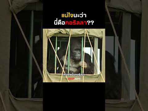 แน่ใจนะว่านี่คือกอริลลา?? #shorts