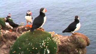 Puffins! Atlantic Puffin - fratercula arctica - Fair Isle, Shetland Islands, Scotland, UK.