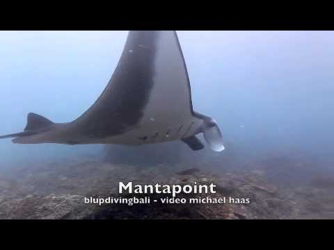 Mantas am Mantapoint Bali, Bali,Indonesien
