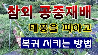 [텃밭농부. 1,189]  참외 공중재배.  태풍을 피하고 복귀 시키는 방법.  #참외재배