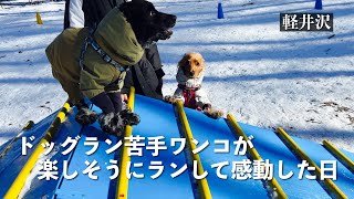 【お散歩スポット巡り#42】ドッグラン嫌いを克服！？軽井沢雪遊び　イングリッシュコッカースパニエル「みみ」 の気持ち