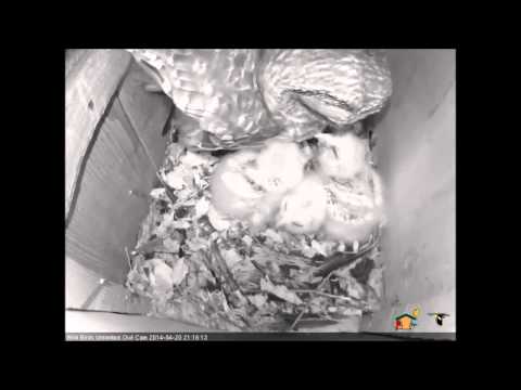 Barred Owl Feeding Time