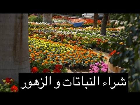 , title : 'الزراعة المنزلية و زراعة الاسطح فى معرض الزهور و بحث عن النباتات و نباتات الزينة فى مصر  ٢٠١٧'