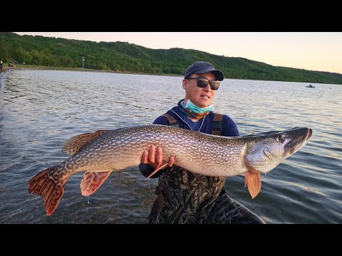 Giant Saskatchewan Pike Landed on Pasqua Lake! (PB 46.5")