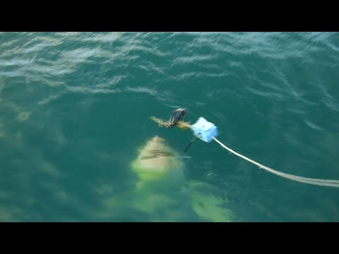 Diver Decapitated by Large Great White Shark(#2)- David Weir