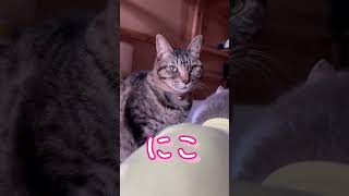 🇯🇵4 猫ファミリー５‼️ Cat family 5! #shorts