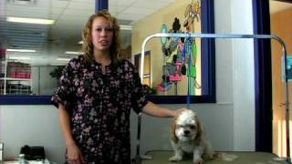 Dog Grooming : How to Groom a Shih Tzu