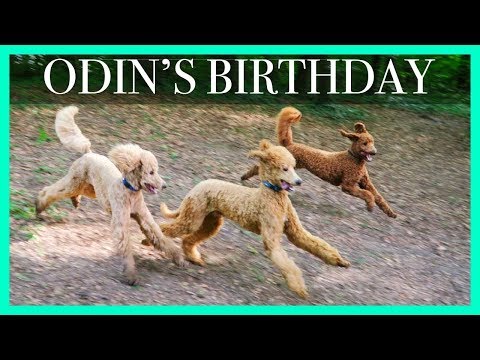 Standard Poodle Birthday Party!! Odin's 1st Birthday // Cute Puppies Playing Video