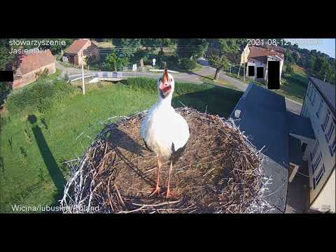 BOCIANY Z WICINY -  Młody Bocian z krótką szyją poleciał do Afryki - Szczęśliwej drogi ! Powodzenia