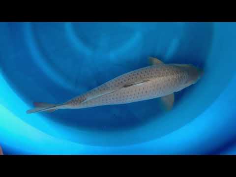 23rd JKS Online Auction: JKS-AC23-34 - Chagoi 65cm Female