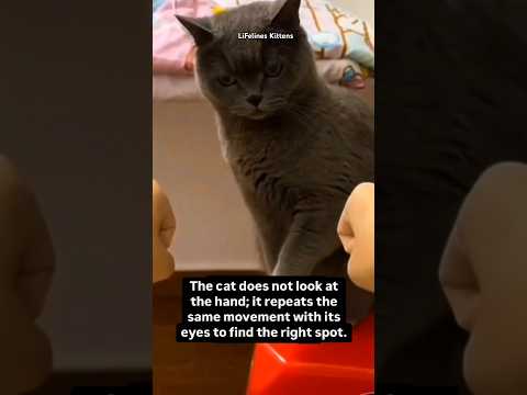 British Shorthair intelligent Cat #kolkata #gurgaon #forsale #britishshorthair #scottishfold #india