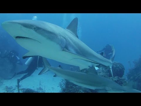 Best of Shark Diving - Jardines de la Reina - Cuba, Jardines de la Reina,Kuba