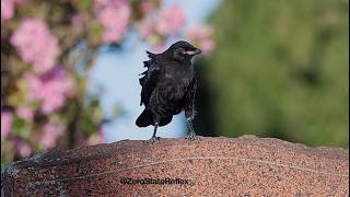 Watching A Baby Crow Lowers Your Blood Pressure