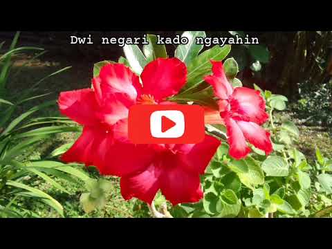 Dwi Negari - Kado Ngayahin lirik lagu bali lawas