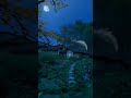 Chodavi Ka Chand Ho Tum Gajal Whatsappstatus