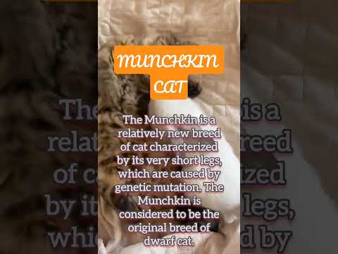 Do Munchkin cats make good pets? #funnycat #catvideos #cat #munchkinkitten