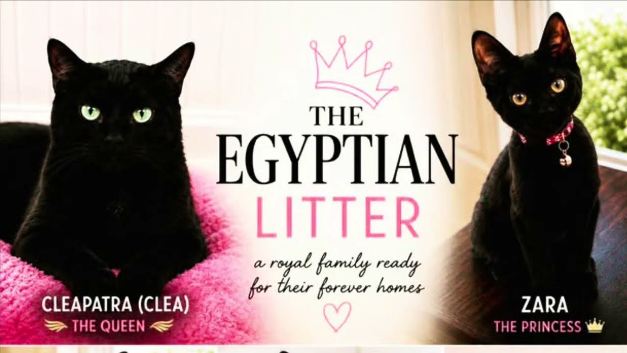 Enlarge Tut, an adopted Domestic Short Hair in Bronx, NY video 6/6