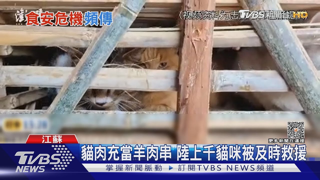 貓肉充當羊肉串 陸上千貓咪被及時救援