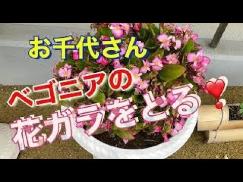 頻繁な水やり花ベゴニアインテリアメンテナンス品種日当たりの良い