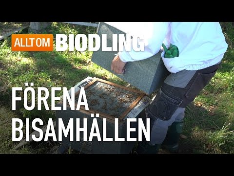 Förena bisamhällen - Biodling