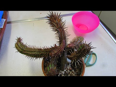 , title : 'VLOG - Saving my Euphorbia ferox Succulent from ROT & taking Cuttings'