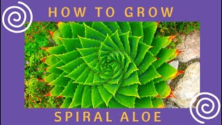 How to grow Aloe polyphylla from seed