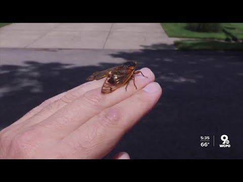 Cicada anxiety: It's real, and here's how to cope