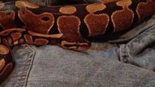 Cute Snake Yawn