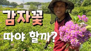 감자 최고로 굵게 만들기 도전, 3차 엽면시비 효과는 ?