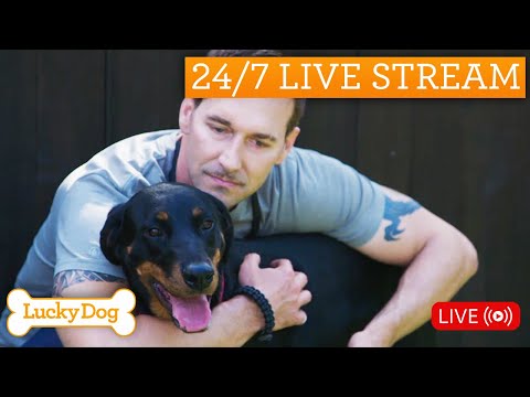 Best Of Lucky Dog 24/7 Live Stream