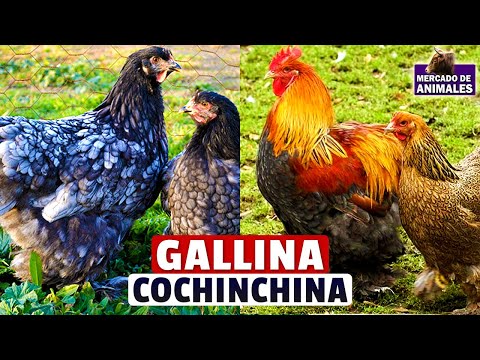 , title : 'Gallinas Cochinchina: Tamaño, Apariencia Y Comportamiento'