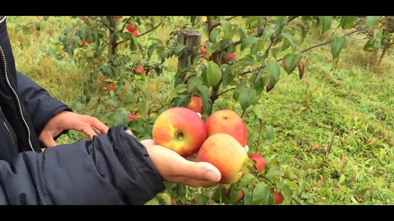 Яблоня зимняя Память Сикоры