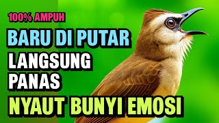Download lagu Pancingan Trucukan PALING AMPUH ! Burung Langsung Ngalas | & Nyaut Gacor mp3