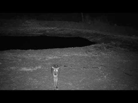 Djuma: Grey Duiker male - 01:30 - 10/28/19