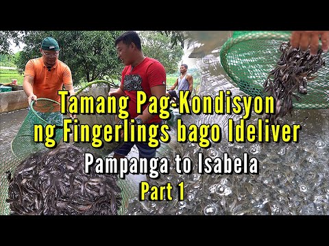 Tamang Pag Kondisyon ng Hito Fingerlings bago Ideliver - Part 01
