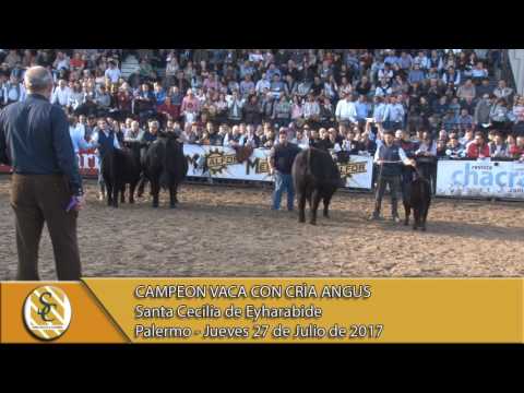 27-07-17 Jura Angus Vaca con crìa - Palermo