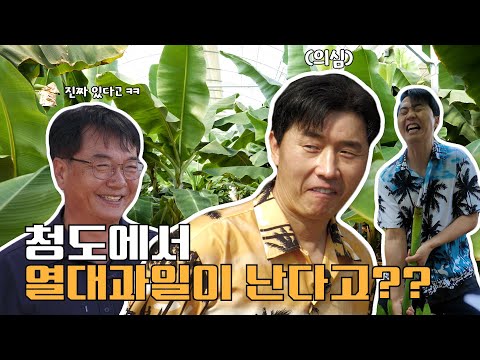 [놉해드림] 한국에 열대과일이 자란다고?! 100% 국내산 열대과일 놉 체험기