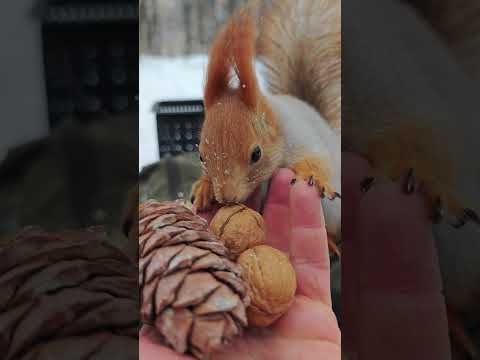 Шишка или орех. Очень сложный выбор / A cone or a nut. It's a very difficult choice