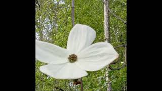Pacific dogwood