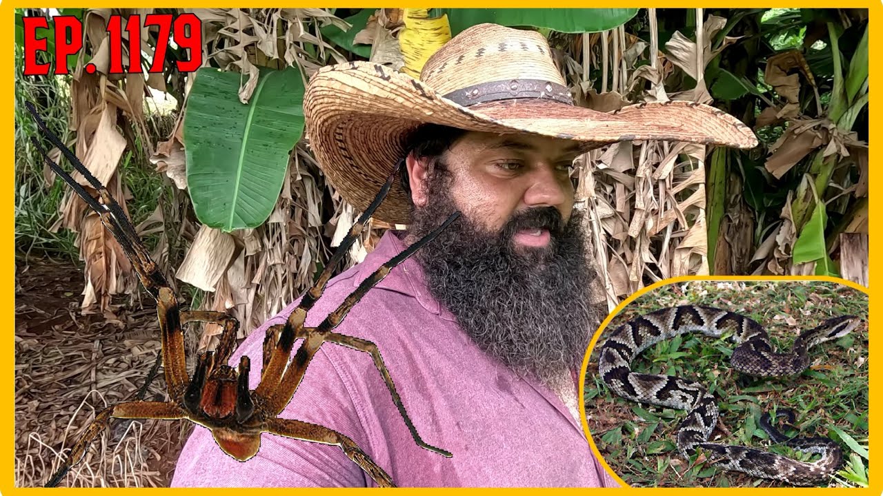 3 plantas que não devem ser plantadas perto de casa