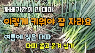 재배기간이 긴 대파 이렇게 키워야 잘 자라요 여름에 심은 대파 뽑고 옮겨 심어주었습니다 대파 웃거름 병해충방…