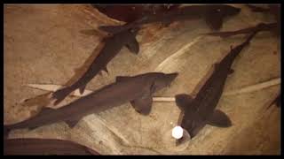 Обследование производственных мощностей прошло на Бельском и Бурдугузском рыбоводных заводах