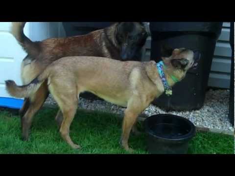 Andi, Flip (Malinois from WV) and Gabby (DS from WV)